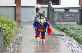 Super.....dog :D - Here is one of my funny collection picture.
