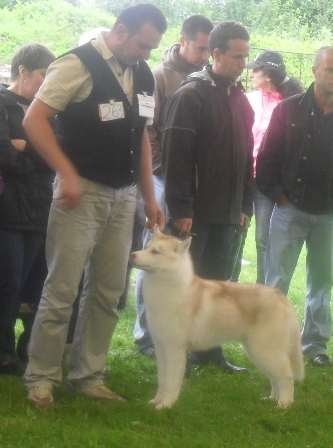 Siberian Husky - at CACIB Sibiu 2011