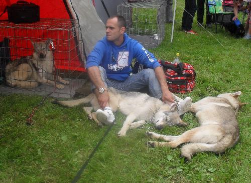 Czech Wolfs - at CACIB Sibiu 2011