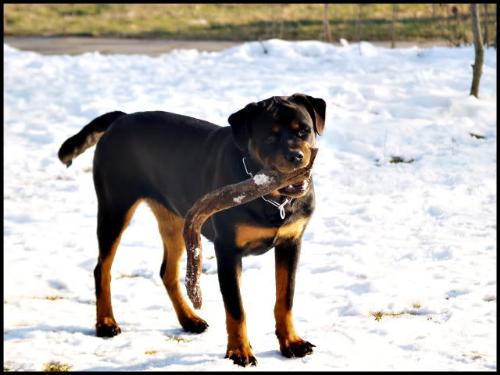 Rottweiler - One of my favorite breeds