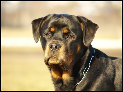 Rottweiler - One of my favorite breeds