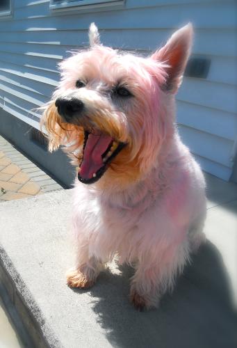 My Dog Is Pink! - I dyed my dog pink last night, and now he's going about his life as usual! His name is Nicholas (Nicky) and he's a west highland white terrier.