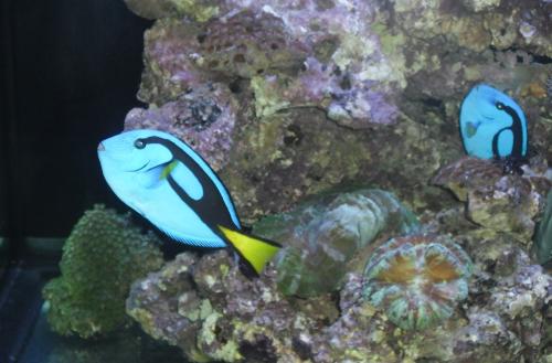 Blue Tang - Dory of Finding Nemo. ^^ At the Aquarama in Singapore.