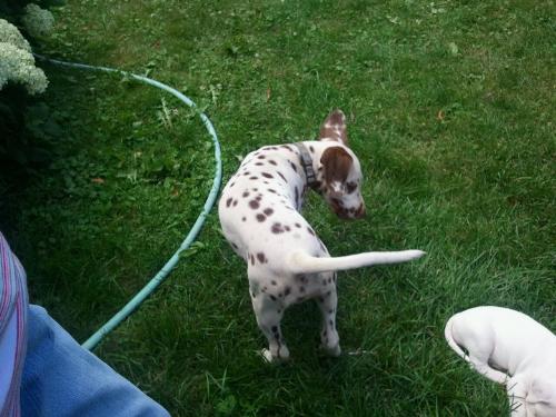 Dalmation  - Dalmation puppy that has livered colored spots.
