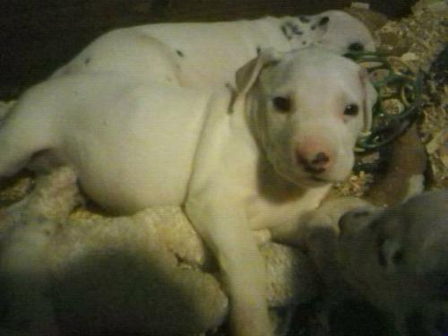 Mater - Mater is a mostly white dalmation puppy. He is getting some spots and they will be liver colored spots.