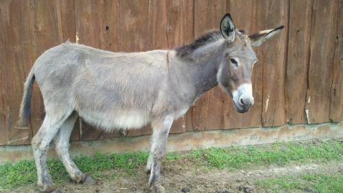 Donkey - A standard size Donkey jenny.