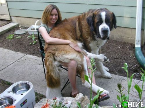 Lap Dog - This Saint Bernard wants to be lap dog! LOL!