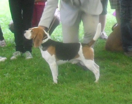 Beagle - at CACIB Sibiu 2011