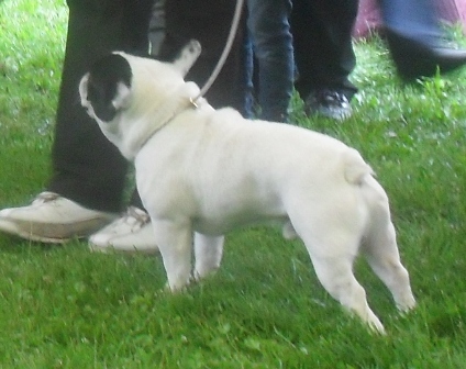 French Bulldog - at CACIB Sibiu 2011