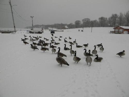 Geese - Candanian Geese in the Wisconsin snow.