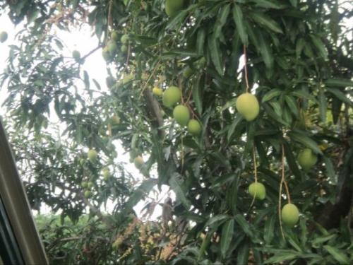 Fruit Bearing Tree - Trees can refresh environment