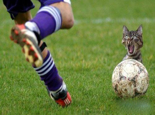 scared cat - there is a cat foot ball game,he is so scared?can you help him ? just for fun