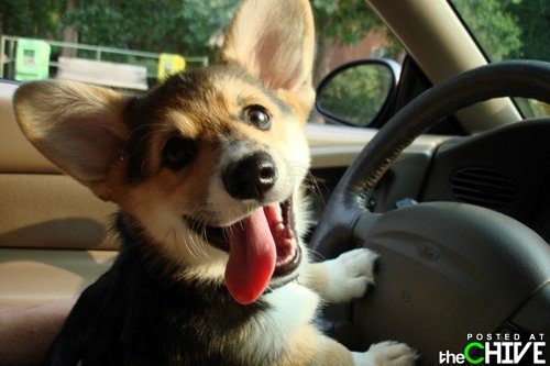 How's my driving? - Such a cute photo! Love it!