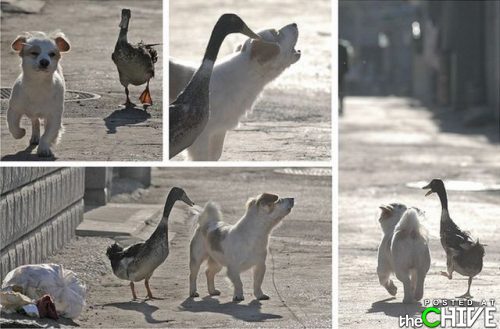 a Dog and A duck - How a duck and a dog became friends.