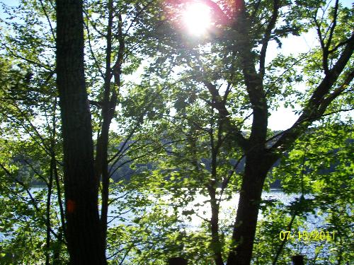 sunshine - the sun shining through the trees