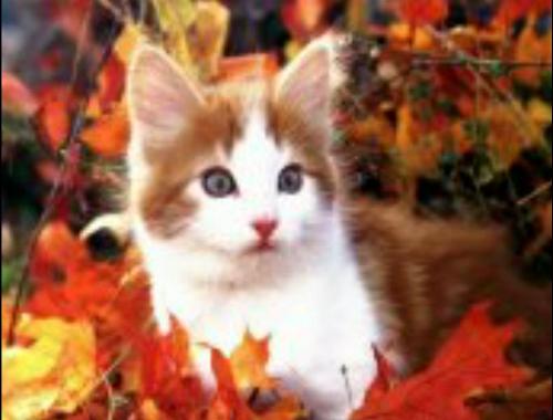 pet animal - photos of some pet animal