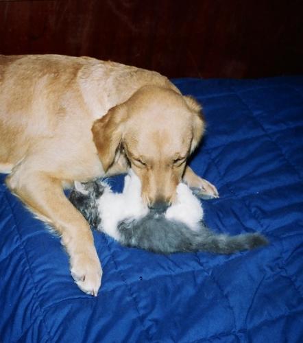 Gracie & Spunky - My golden met her 1st kitty.