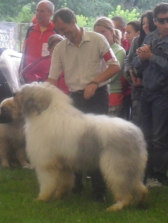 Romanian Shepherd Mioritic - at CACIB Sibiu 2011