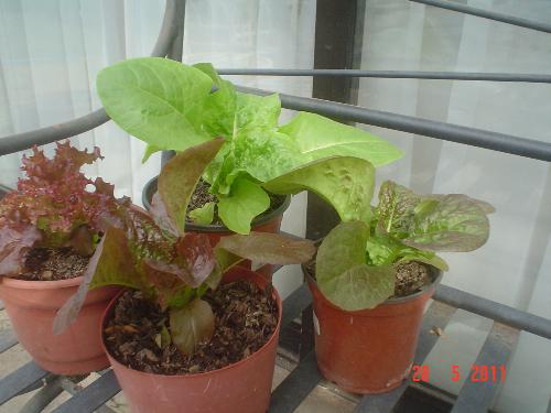 My lettuce - I planted them in containers at first, but ow I placed them n the soil with a cover against frost.