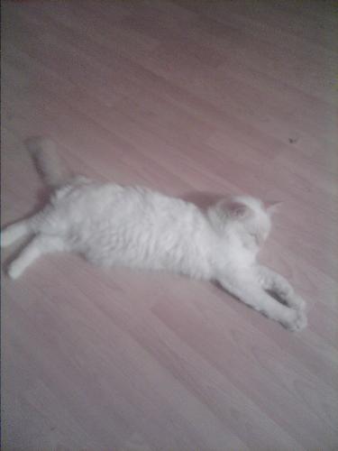 chilled out - cat cooling down on the floor under the ceiling fan