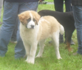 Saint Bernard puppy - at CACIB Sibiu 2011
