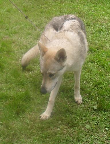 Czech Wolf - at CACIB Sibiu 2011