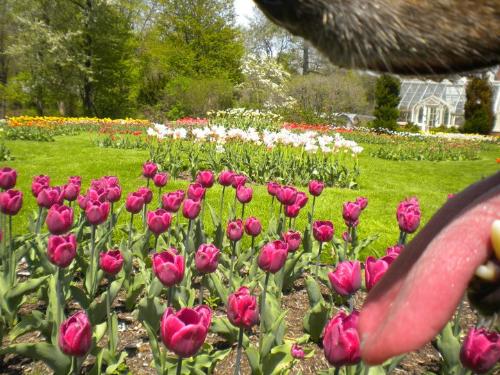 Taken through the mouth of My Dog  - This shot was to be of the tulips, until my dog stepped in front of the lens. Now it has a little more.... tongue