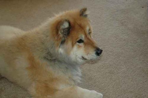 chow chow + siberian husky  - this is an example of a mix breed of chow chow and siberian husky