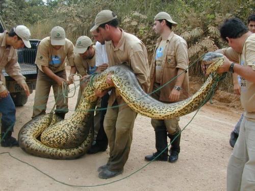 What a snake !!! - Giant snake