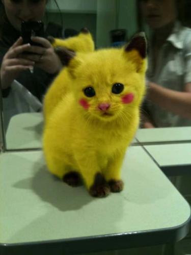 omg! - Someone painted up this kitten to look like Pokeman's Pichacu!