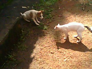 My Pet Animals - These are my pet animals; Dog and Cat
How happily they are playing..!