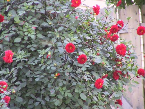 Flower - red flower