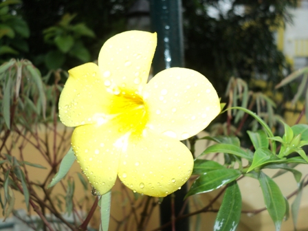 Early Morning Dew - The Dew's still on the Yellow Bell