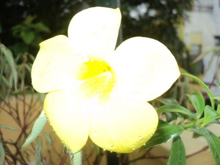 Flower in my garden - Yellow Bell Under the Rain