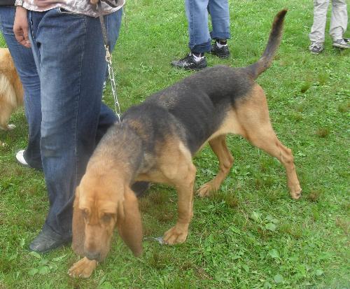Bloodhound - at CACIB Sibiu 2011