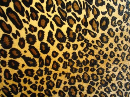 leopard print picture - leopard print picture, leopard print design