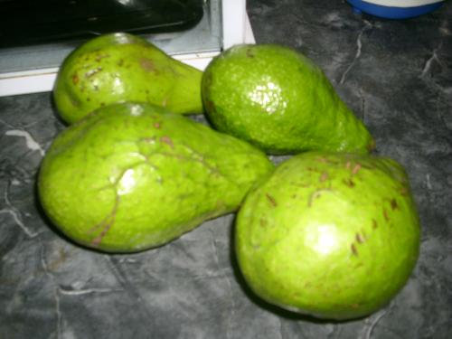 Avocados - A picture of avocados from my tree in the backyard!