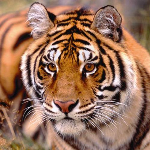 Tiger - Easily recognized by its coat of reddish orange with black dark stripes. tigers are known to be the largest wild cats. weighing around 720 pounds The powerful predator hunt mostly alone.