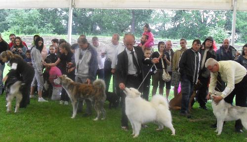Dog show judging - at CACIB Sibiu 2011