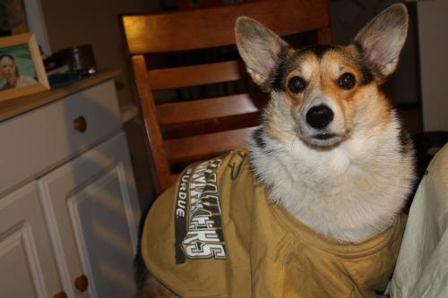 Aine my other corgi - Aine in her Boiler shirt