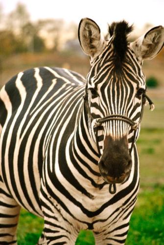 Zebra - A pet Zebra. I will never understand why someone would want one!