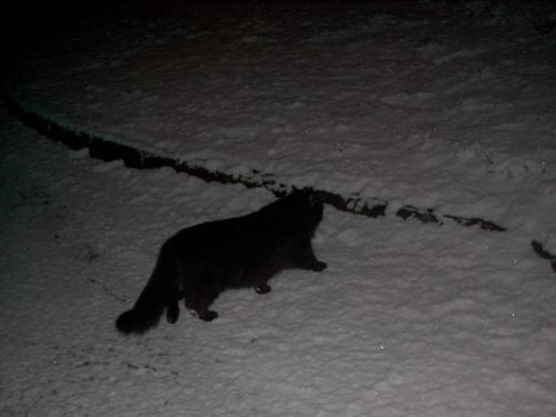 The Cool Cat - My cat exploring in the snow..