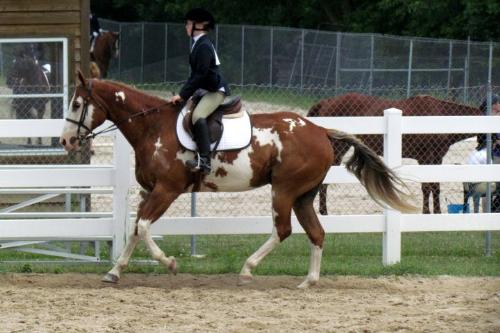 What is wrong with this picture? - I can tell the rider's butt doesn't have her butt in the saddle. She needs to relax and learn to move with her horse!