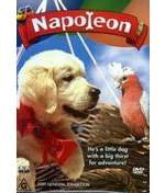 Napolean  - An adorable film about a dog named Napoleon who attempts to find his way back to his city home and meets several challenges along the way but with his new friends, he is able to conquer the impossible. 