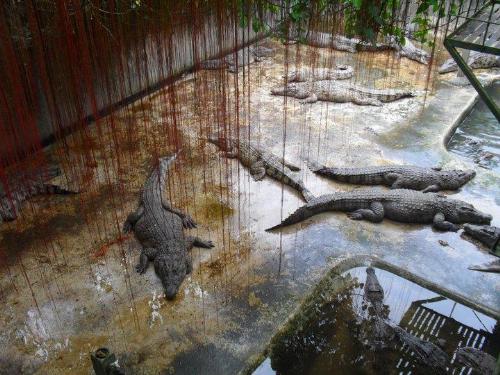 Exotic animals - Crocodiles on the Cage