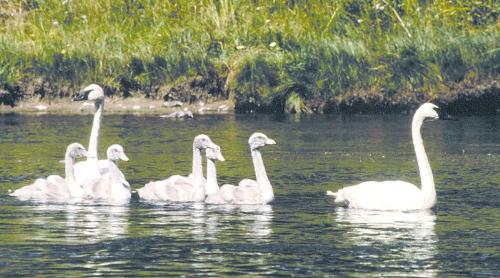 Trumpeter Swans - A family of Trumpeter swans. Beautiful birds!