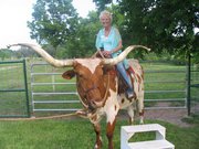 Steer - This Longhorn Steer has been trained to ne ridden! Cool!
