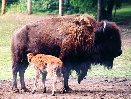 Bison with a calf - A mother Bison and her calf.