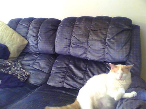Jackson The Cooool cat  - couldnt reist snapping this pic unfortunately he fits right in lol!