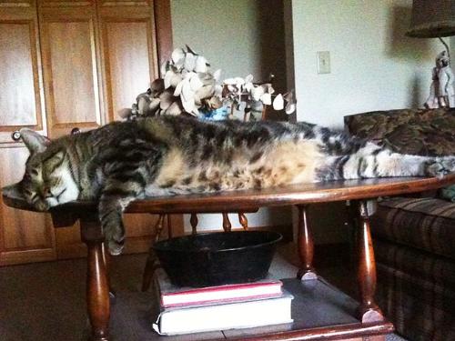 Laying around - This cat sure looks relaxed and comfortable on this table!